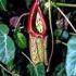 Nepenthes